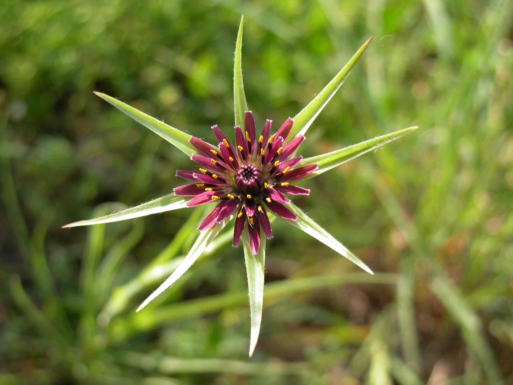 Salsify